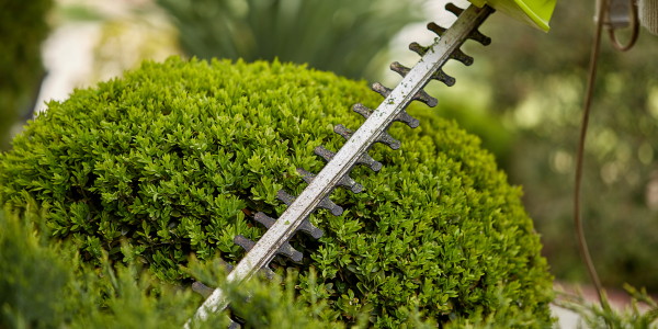 Hedge trimmer cutting a bush